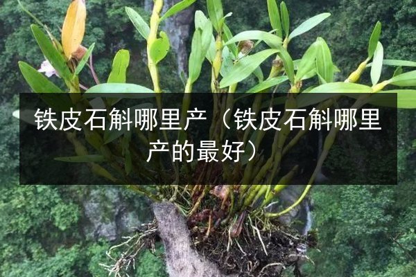 铁皮石斛哪里产（铁皮石斛哪里产的最好）