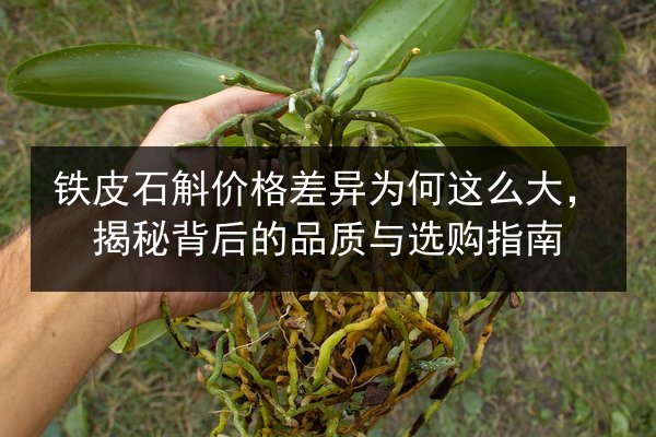 铁皮石斛价格差异为何这么大,揭秘背后的品质与选购指南