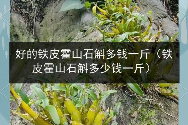 好的铁皮霍山石斛多钱一斤（铁皮霍山石斛多少钱一斤）