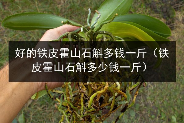 好的铁皮霍山石斛多钱一斤（铁皮霍山石斛多少钱一斤）