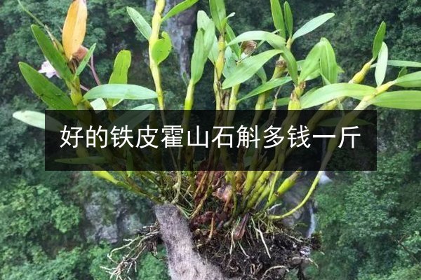 好的铁皮霍山石斛多钱一斤
