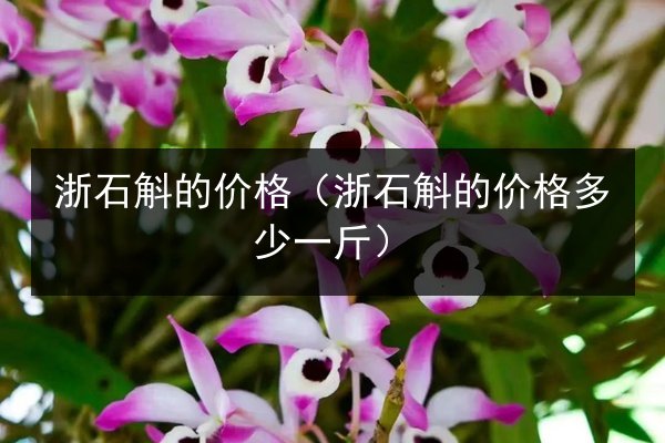 浙石斛的价格(浙石斛的价格多少一斤)
