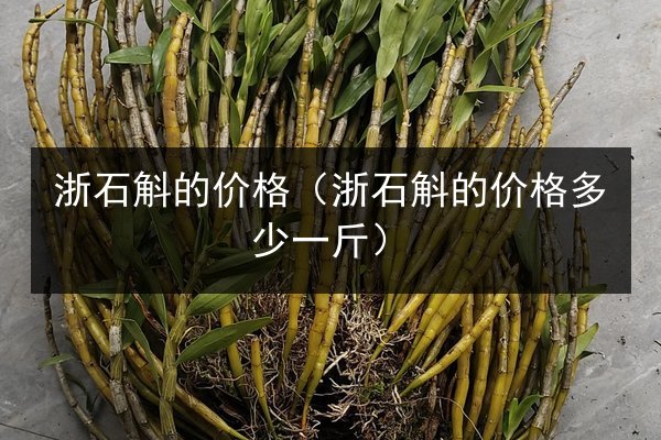 浙石斛的价格(浙石斛的价格多少一斤)