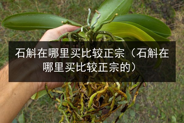 石斛在哪里买比较正宗(石斛在哪里买比较正宗的)