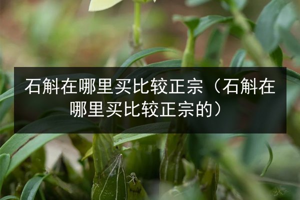 石斛在哪里买比较正宗(石斛在哪里买比较正宗的)