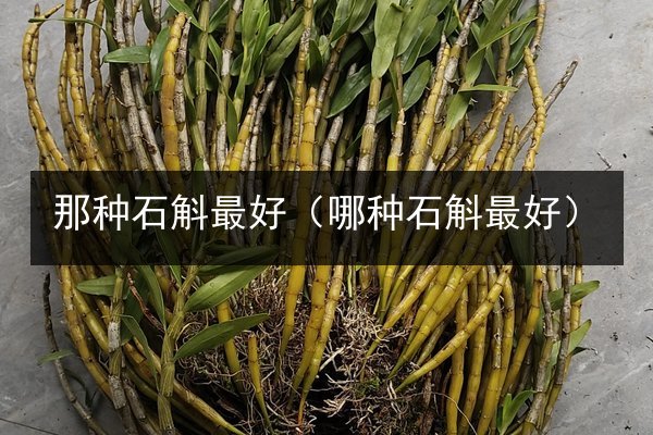那种石斛最好(哪种石斛最好)
