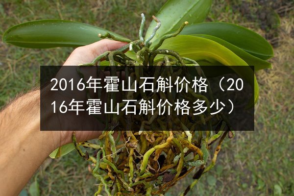 2016年霍山石斛价格(2016年霍山石斛价格多少)