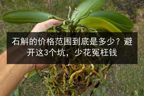 石斛的价格范围到底是多少?避开这3个坑,少花冤枉钱