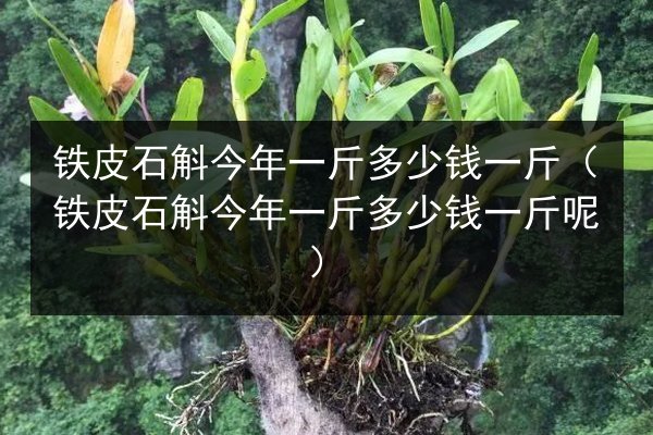 铁皮石斛今年一斤多少钱一斤(铁皮石斛今年一斤多少钱一斤呢)