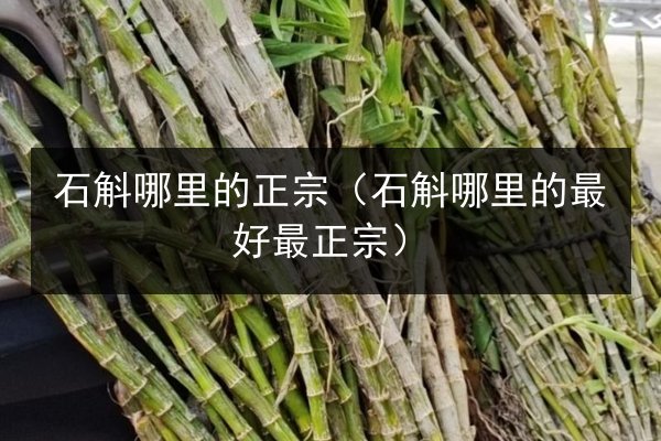 石斛哪里的正宗(石斛哪里的最好最正宗)