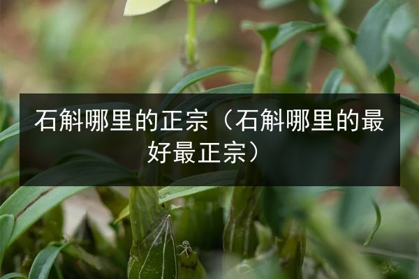 石斛哪里的正宗(石斛哪里的最好最正宗)