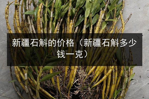 新疆石斛的价格(新疆石斛多少钱一克)