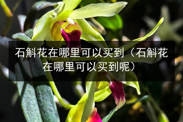 石斛花在哪里可以买到(石斛花在哪里可以买到呢)