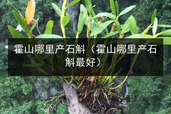 霍山哪里产石斛(霍山哪里产石斛最好)