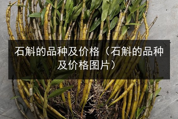 石斛的品种及价格(石斛的品种及价格图片)