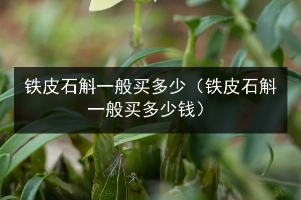 铁皮石斛一般买多少(铁皮石斛一般买多少钱)