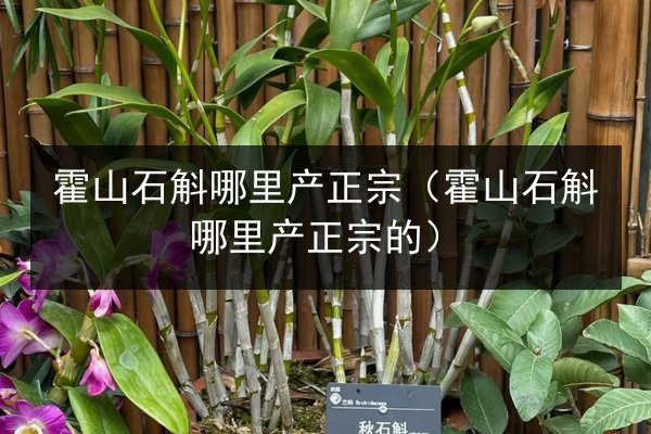 霍山石斛哪里产正宗(霍山石斛哪里产正宗的)