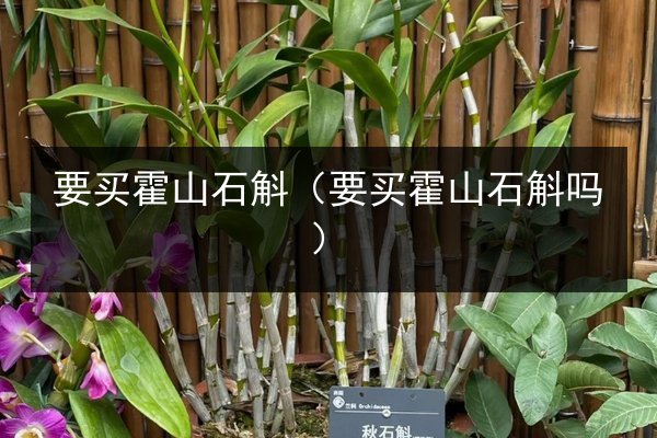 要买霍山石斛(要买霍山石斛吗)