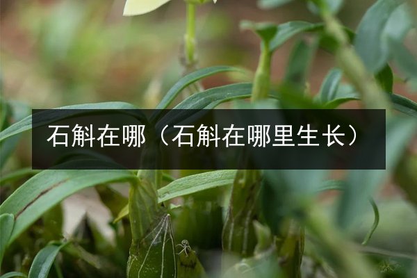 石斛在哪（石斛在哪里生长）