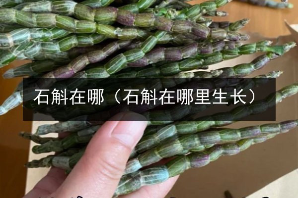 石斛在哪（石斛在哪里生长）