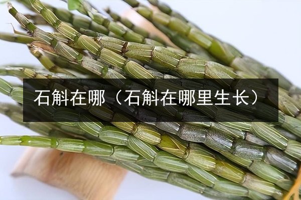 石斛在哪（石斛在哪里生长）
