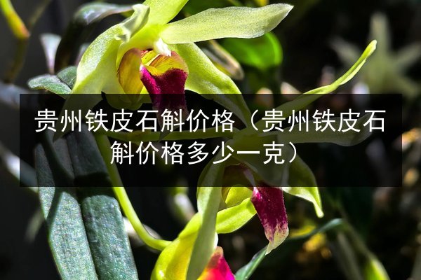贵州铁皮石斛价格(贵州铁皮石斛价格多少一克)