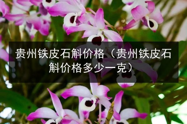 贵州铁皮石斛价格(贵州铁皮石斛价格多少一克)