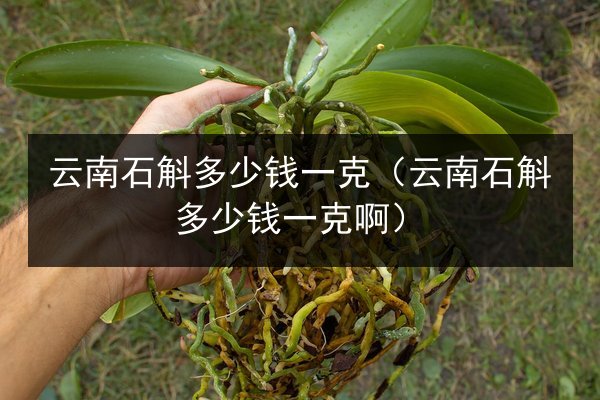 云南石斛多少钱一克(云南石斛多少钱一克啊)