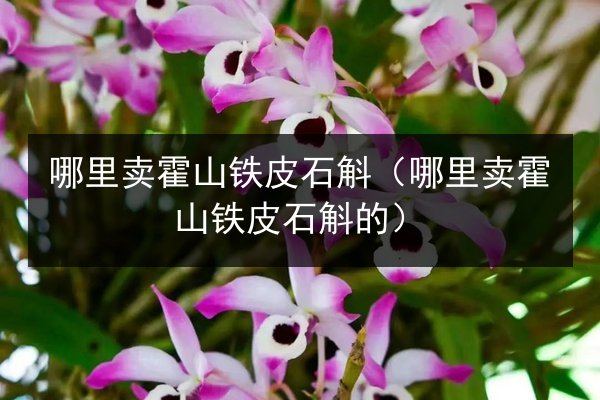 哪里卖霍山铁皮石斛(哪里卖霍山铁皮石斛的)