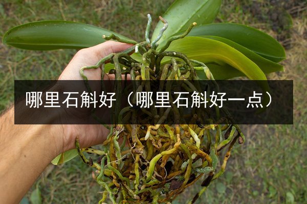 哪里石斛好(哪里石斛好一点)