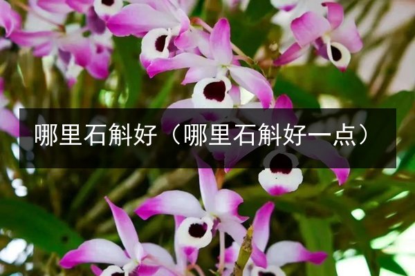 哪里石斛好(哪里石斛好一点)