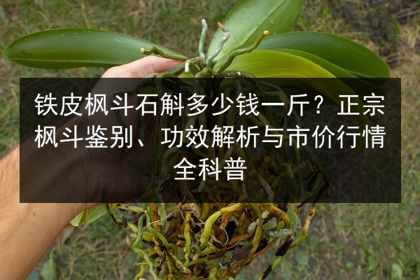 铁皮枫斗石斛多少钱一斤？正宗枫斗鉴别、功效解析与市价行情全科普