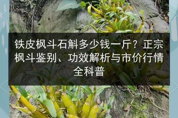 铁皮枫斗石斛多少钱一斤？正宗枫斗鉴别、功效解析与市价行情全科普