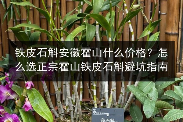 铁皮石斛安徽霍山什么价格?怎么选正宗霍山铁皮石斛避坑指南