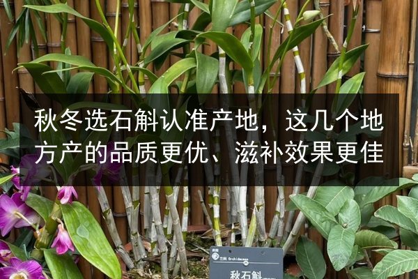 秋冬选石斛认准产地,这几个地方产的品质更优、滋补效果更佳