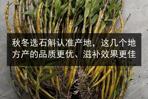 秋冬选石斛认准产地,这几个地方产的品质更优、滋补效果更佳