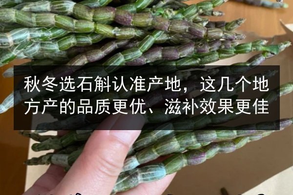 秋冬选石斛认准产地,这几个地方产的品质更优、滋补效果更佳