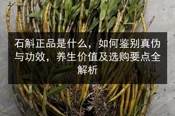 石斛正品是什么，如何鉴别真伪与功效，养生价值及选购要点全解析