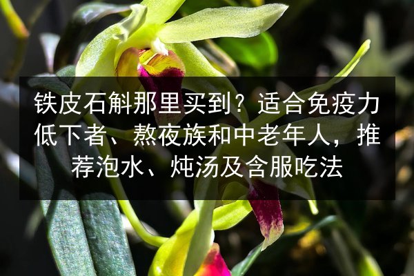 铁皮石斛那里买到?适合免疫力低下者、熬夜族和中老年人,推荐泡水、炖汤及含服吃法