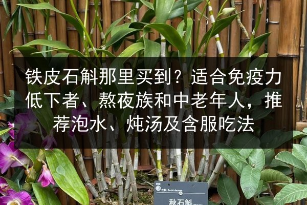 铁皮石斛那里买到?适合免疫力低下者、熬夜族和中老年人,推荐泡水、炖汤及含服吃法