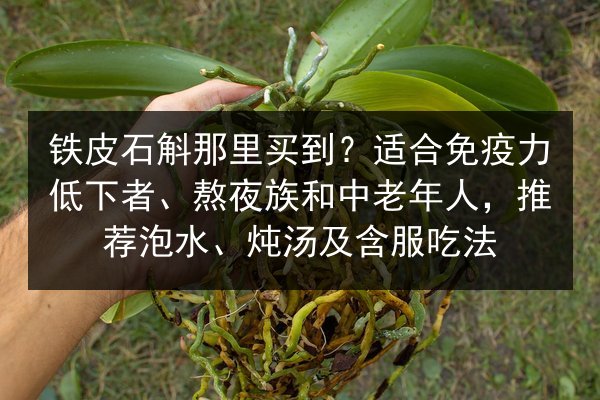 铁皮石斛那里买到?适合免疫力低下者、熬夜族和中老年人,推荐泡水、炖汤及含服吃法