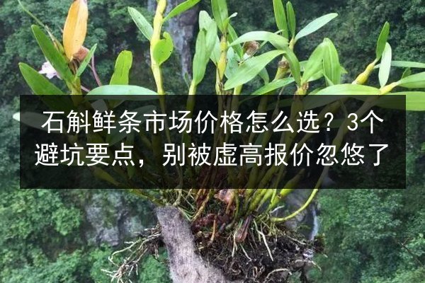 石斛鲜条市场价格怎么选?3个避坑要点,别被虚高报价忽悠了