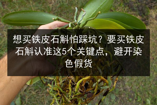 想买铁皮石斛怕踩坑?要买铁皮石斛认准这5个关键点,避开染色假货
