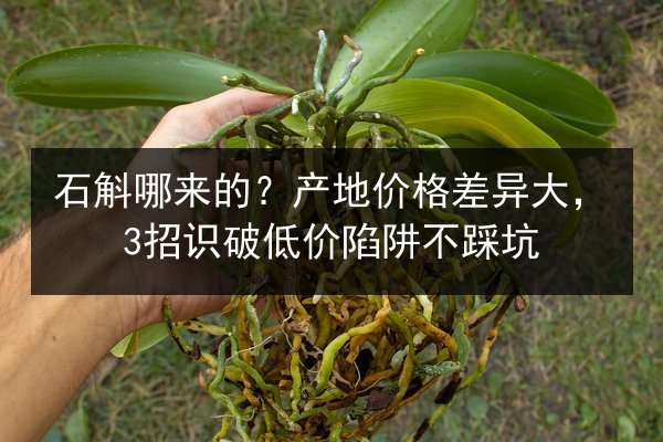 石斛哪来的?产地价格差异大,3招识破低价陷阱不踩坑