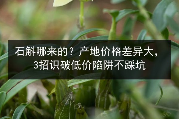 石斛哪来的?产地价格差异大,3招识破低价陷阱不踩坑