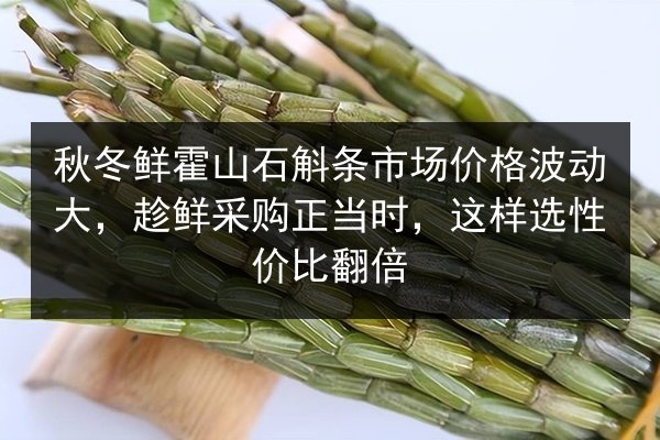 秋冬鲜霍山石斛条市场价格波动大,趁鲜采购正当时,这样选性价比翻倍