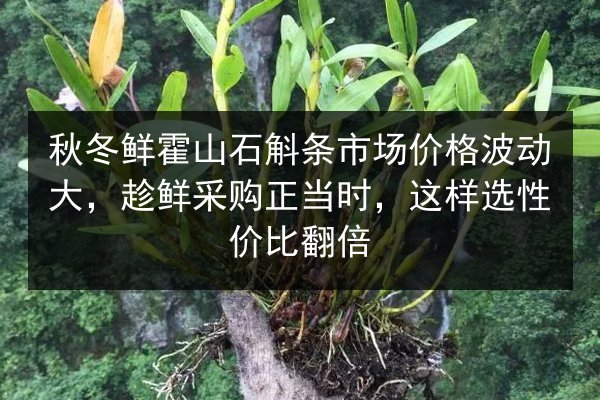 秋冬鲜霍山石斛条市场价格波动大,趁鲜采购正当时,这样选性价比翻倍