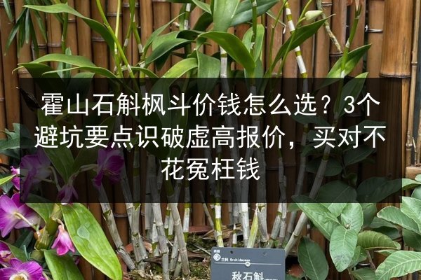 霍山石斛枫斗价钱怎么选？3个避坑要点识破虚高报价，买对不花冤枉钱