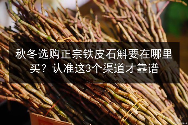 秋冬选购正宗铁皮石斛要在哪里买?认准这3个渠道才靠谱