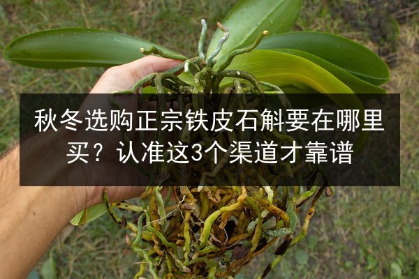 秋冬选购正宗铁皮石斛要在哪里买?认准这3个渠道才靠谱
